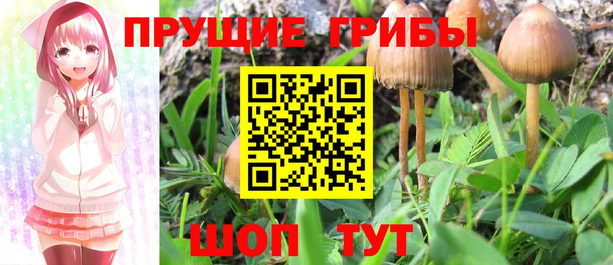 Галлюциногенные грибы Cubensis  Галлюциногенные грибы прущие грибы  Верхний Уфалей  Вход с VPN 